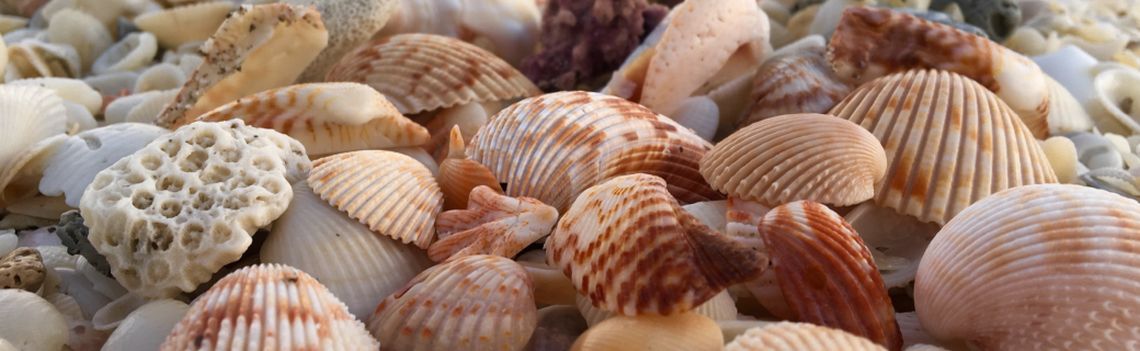 Seashells on a Sanibel Beach