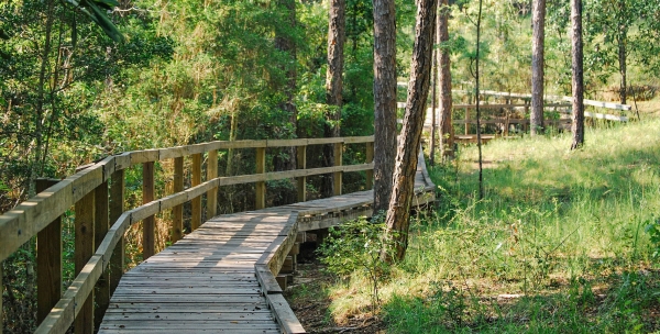 Nature Trail in a Florida Park