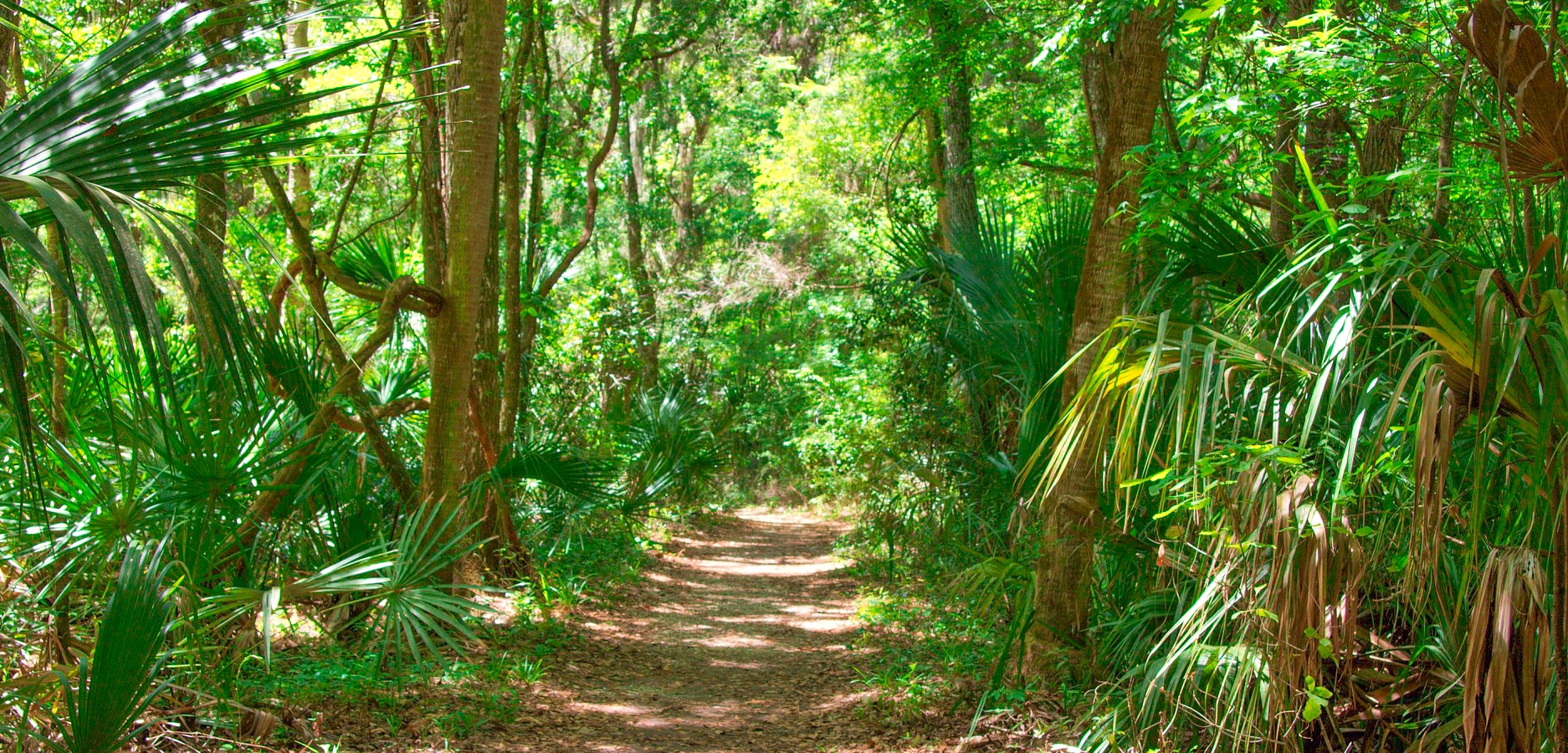 Nature Trail in Florida