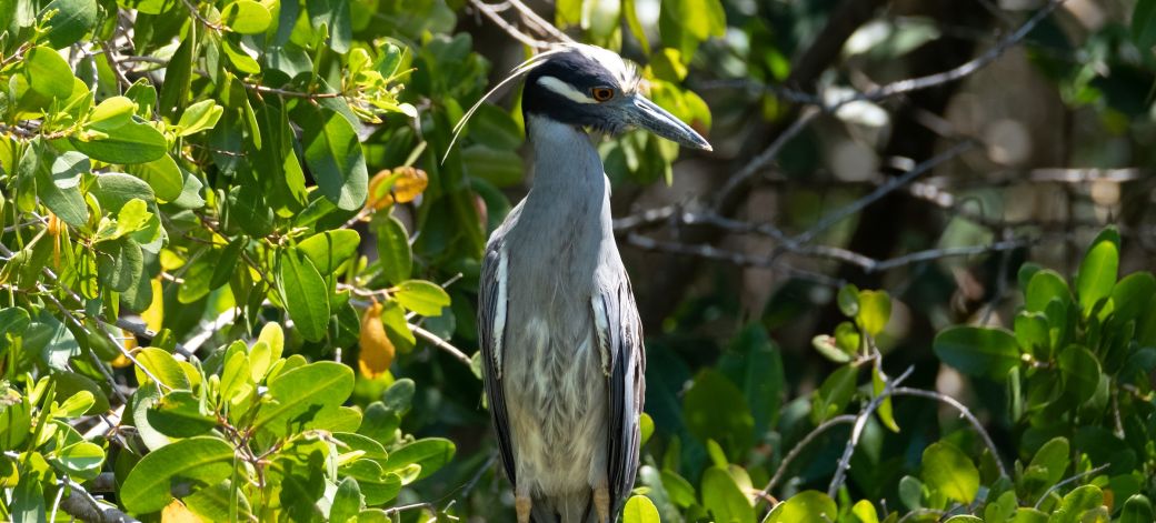 Bird at JN Ding Darling Wildlife Refuge on Sanibel Island