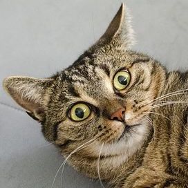 Günstige Florida Immobilienangebote überrascht die Katze